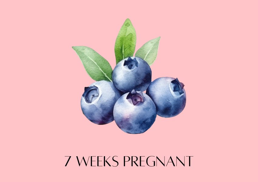 baby fruit size pregnancy week 7